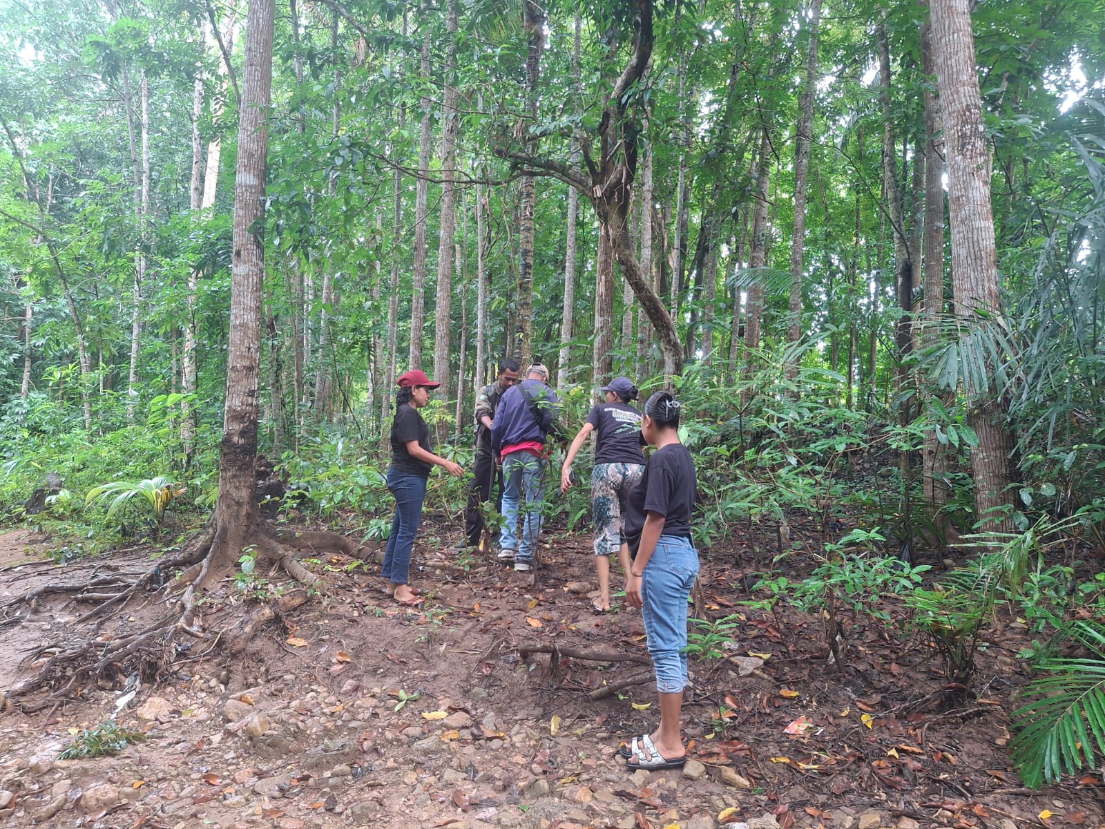 Desa Manunain A Galakkan Penanaman Bambu dan Mahoni di Bantaran Kali Nunhala