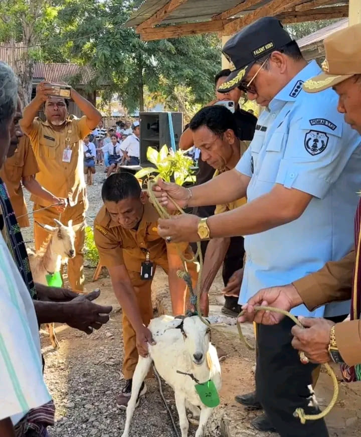 Bupati TTU Salurkan Bantuan Ternak untuk Pemberdayaan Warga Komunitas Adat Terpencil